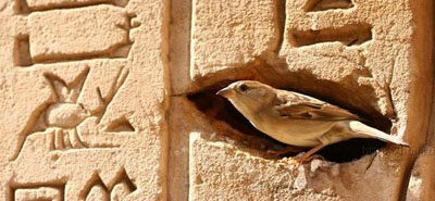 Домашку сегодня принесет египетская птичка.