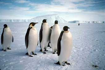 Пингвины - главные обитатели шестого континента